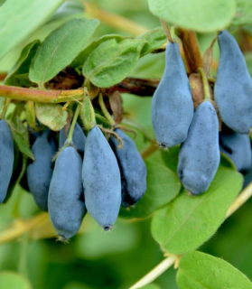 Lonicera caerulea 'Blue Velvet'